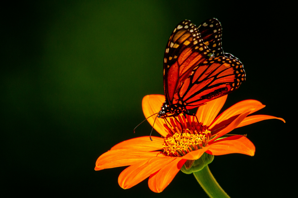 Monarch butterfly landing on an orange flower